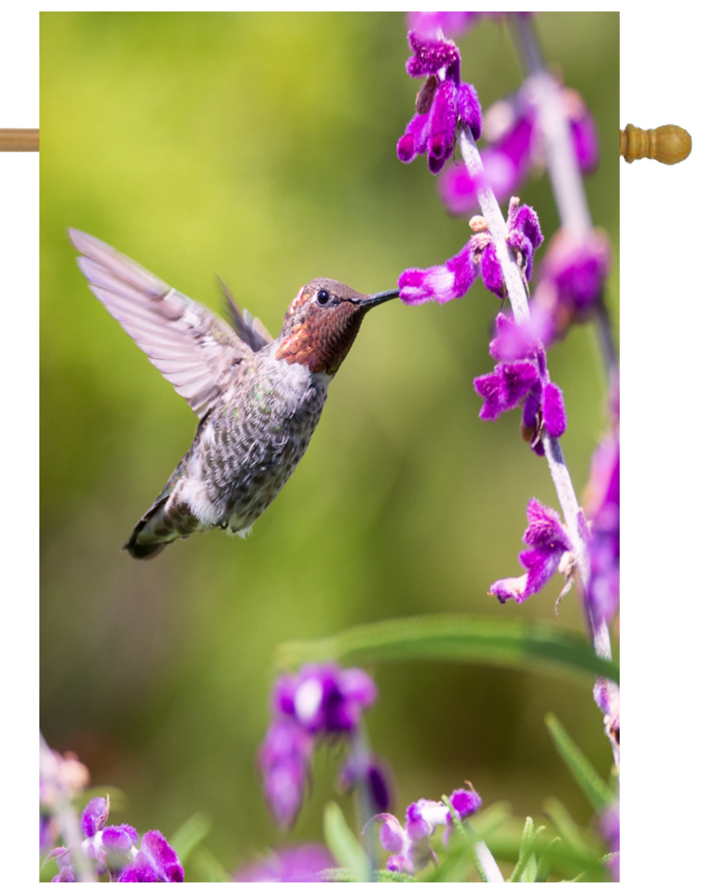 Hummingbird on Purple Flowers House Flag #H1495