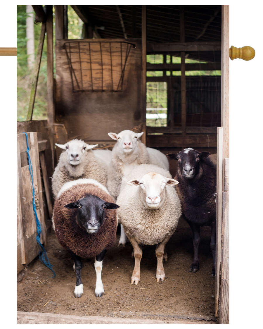 Sheep Group House Flag # H1983