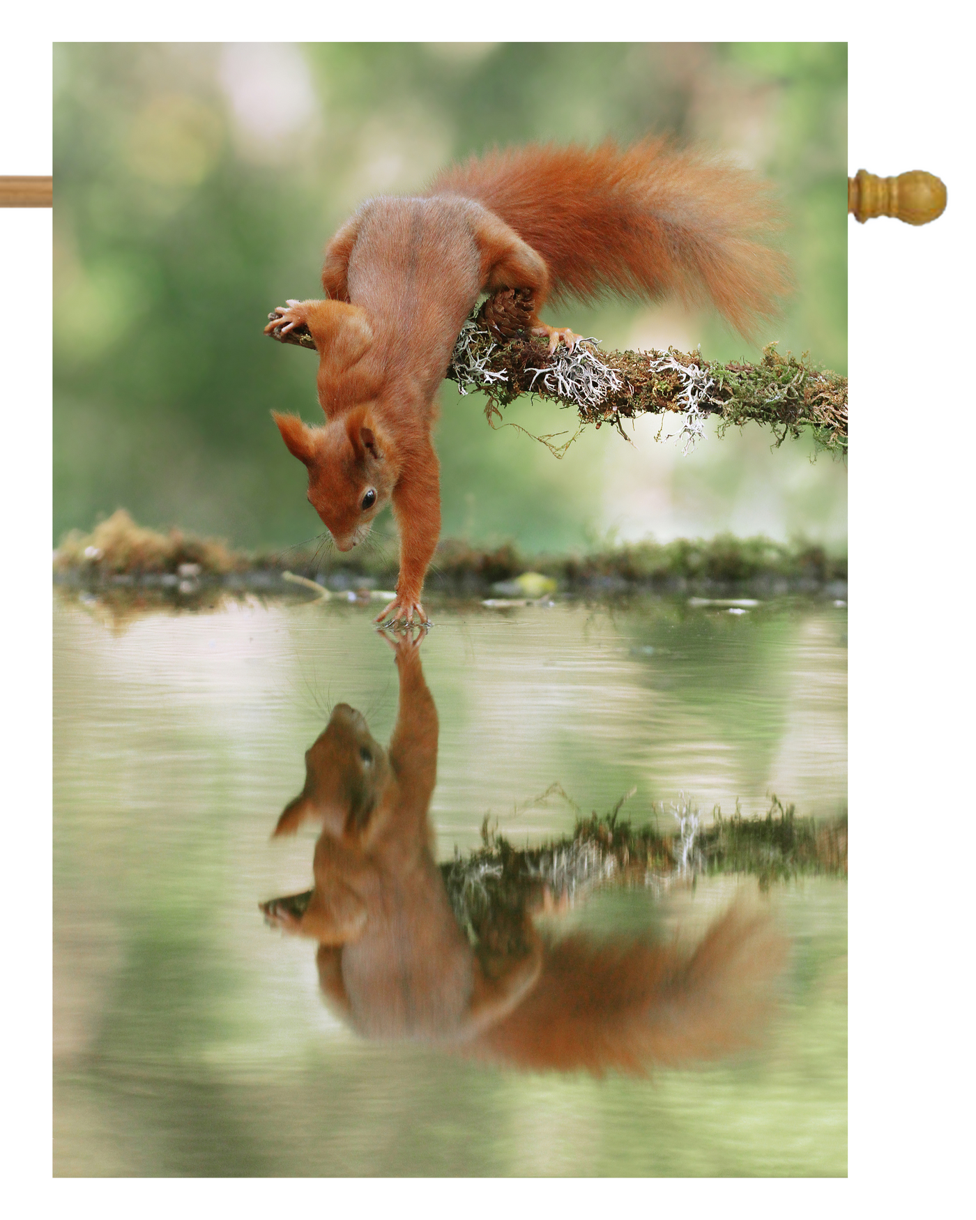 Squirrel Reflection House Flag #H2385